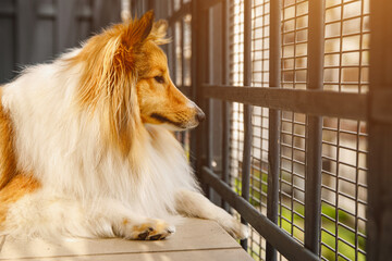 The dog lying on the terrace. Fluffy Sheltie Shetland sheepdog portrait.