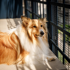 The dog lying on the terrace. Fluffy Sheltie Shetland sheepdog portrait.