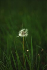 Macro image of a dandelion in a meadow. Nature and wildlife in Ontario, Canada. 