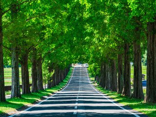 メタセコイア並木　新緑のマキノ高原