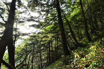 Mountain climbing in summer season