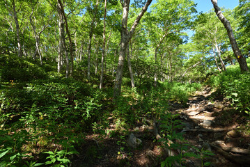 Mountain climbing in summer season