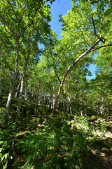 Fototapeta premium Mountain climbing in summer season