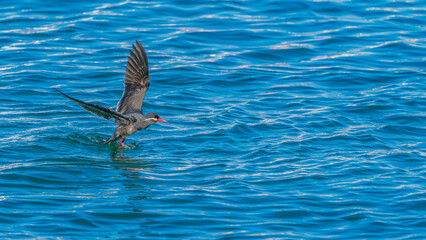 Fototapeta premium An Inca tern taking off