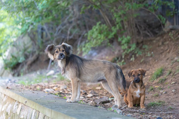 Outdoor stray dog mom and her kids