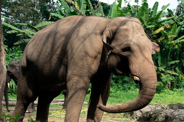 Sumatran elephants in their environment