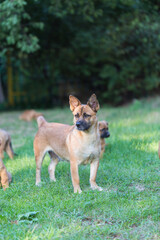 Outdoor stray dog mom and her kids