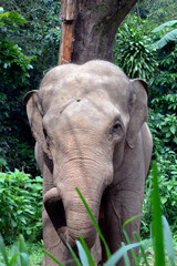 Naklejka premium Sumatran elephants in their environment