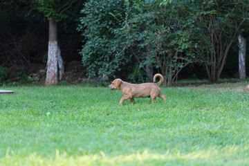 Stray puppy playing and running outdoors