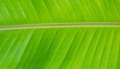 Banana leaf, green leave, abstract background
