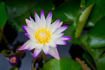 beautiful lotus flower in pond, droplet water on lotus, pink white color
