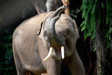 Sumatran elephants in their environment