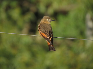 a beautiful bird Hirundinea ferruginea