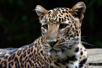 Close-up portrait of Javan leopard