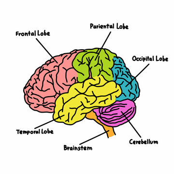 brain structure doodle icon, vector color line illustration