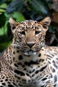 Close-up portrait of Javan leopard