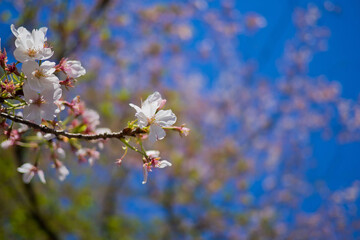 Sakura flower at japan,  nature background, 

