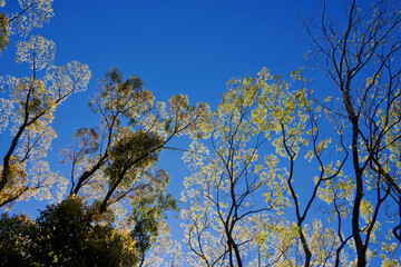 landscape, big tree in the forest
