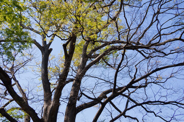 landscape, big tree in the forest
