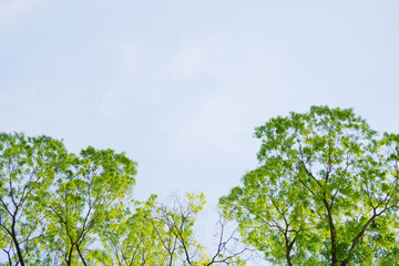landscape, big tree in the forest
