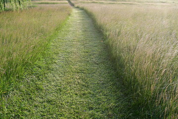 Grass Path in a Field