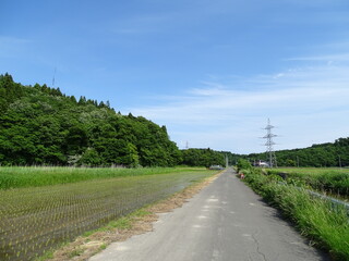 初夏の農村風景