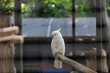 Cacatua galerita captured in the zoo, Surabaya, Indonesia