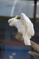 Cacatua galerita captured in the zoo, Surabaya, Indonesia