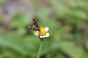 Fototapeta premium butterfly on a flower