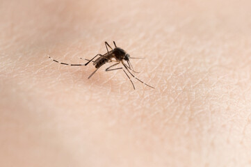 Carry dengue virus mosquito