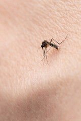 Sucking blood mosquito