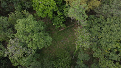 Aerial top view of the forest, Texture of forest.
