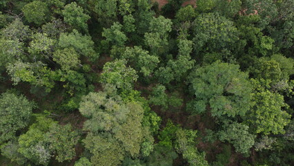 green moss on the tree