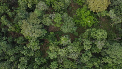 Aerial top view of the forest, Texture of forest.