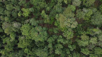 rainforest aerial view from above