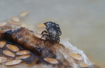 Closeup Small insects on Honeydew melon (Cucumis melo). rotten ,Insect pests ,macro insects