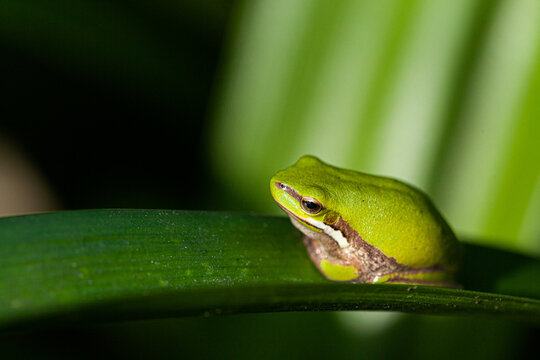 Tiny green frog on plant leaf in garden close up