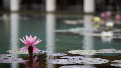 雨の池に咲くピンクの睡蓮