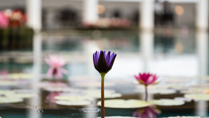 雨の池に咲く青色とピンクの睡蓮