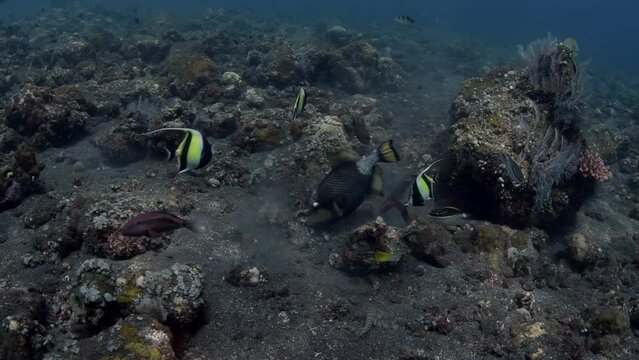 Titan Triggerfish - Balistoides viridescens looking for food in the seabed. Underwater world of Tulamben, Bali, Indonesia.