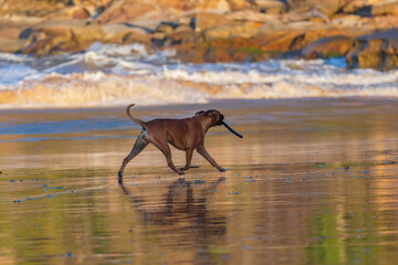 Boxer dog enjoying the beach