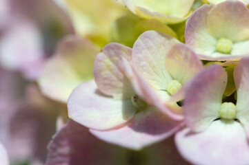 Fototapeta na wymiar 可愛らしく咲く紫陽花