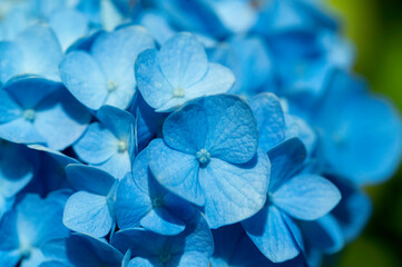 フワッと咲いたよ紫陽花