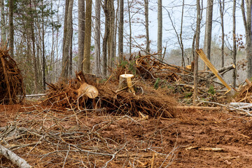 Deforestation construction site in work during clearing forest for new development - obrazy, fototapety, plakaty