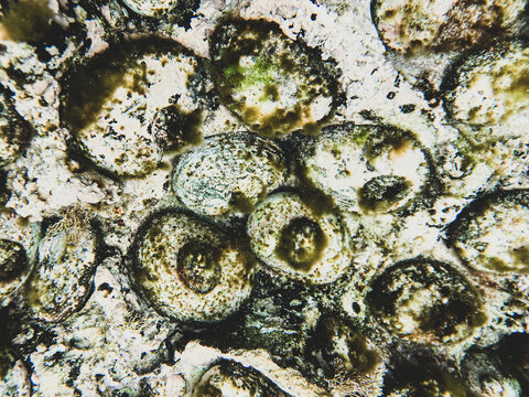 close up of abalone underwater in natural state