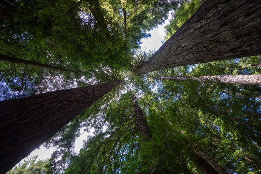 Looking up at the Redwood trees in Rotorua New Zealand