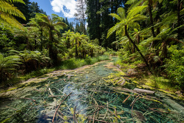 Whakarewarewa forest Reflection Pool in the Redwoods in Rotorua New Zealand