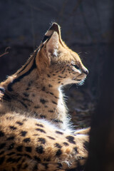 serval descansando