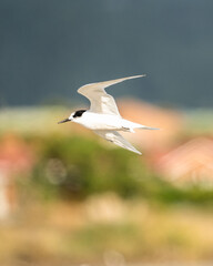 A common Tern bird in flight