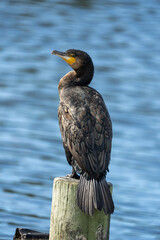 Black Shag bird by the sea in New Zealand also known as a cormorant